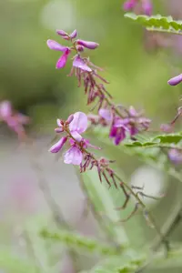Indigofera heterantha - 10 Ltr pot - image 4