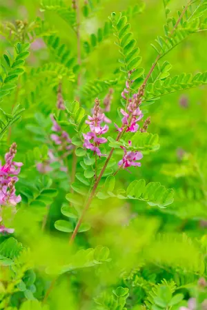 Indigofera heterantha - 2 Ltr pot - image 4