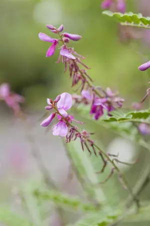 Indigofera heterantha 'Reginald Cory' - 2 Ltr pot - image 1