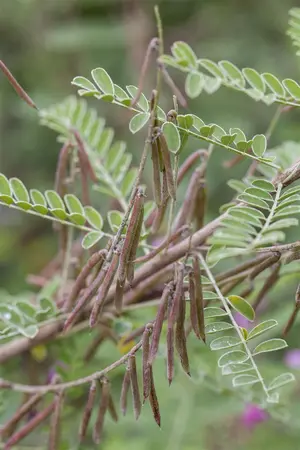 Indigofera heterantha 'Reginald Cory' - 2 Ltr pot - image 2