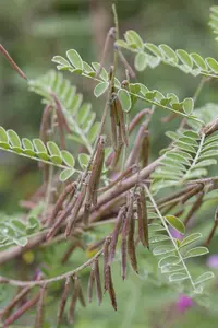 Indigofera heterantha 'Reginald Cory' - 2 Ltr pot - image 2