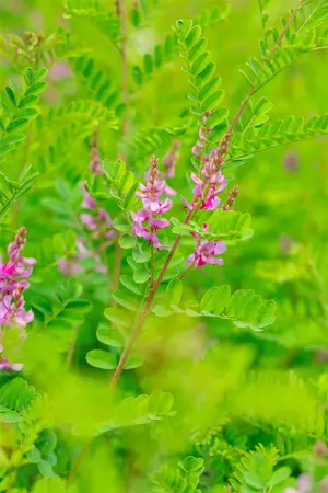 Indigofera heterantha 'Reginald Cory' - 2 Ltr pot - image 4