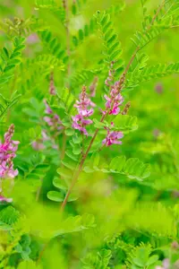 Indigofera heterantha 'Reginald Cory' - 2 Ltr pot - image 4