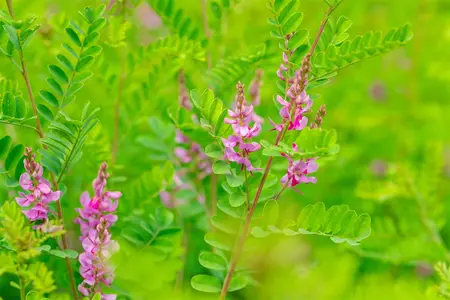 Indigofera heterantha 'Reginald Cory' - 2 Ltr pot - image 3