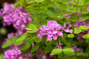 Indigofera kirilowii