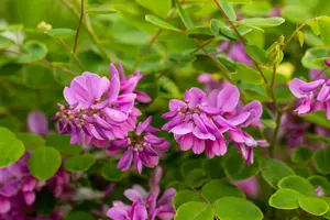 Indigofera kirilowii - 3 Ltr pot - image 2