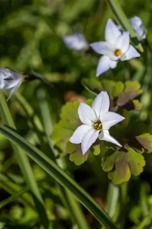 Ipheion uniflorum - flower bulb - image 2