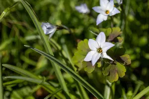 Ipheion uniflorum