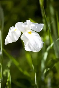 Iris ensata 'Eileen's Dream'
