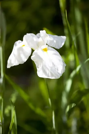 Iris ensata 'Queens Tiara' - 5 Ltr pot