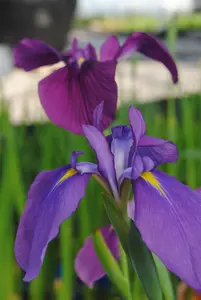 Iris ensata 'Royal Pageant'