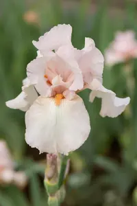 Iris (G) 'Cherished'