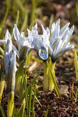 Iris (G) 'Eleonor Roosevelt' - P11 - image 1