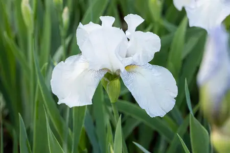Iris (G) 'English Cottage' - 2 Ltr pot