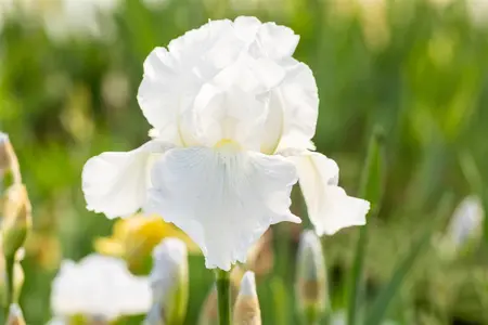 Iris (G) 'Glacier' - P11