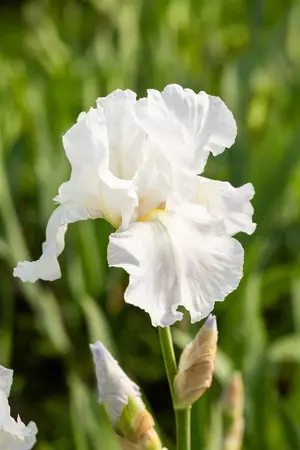 Iris (G) 'Immortality' - P11 - image 1