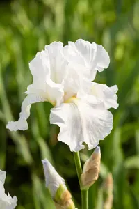 Iris (G) 'Immortality'