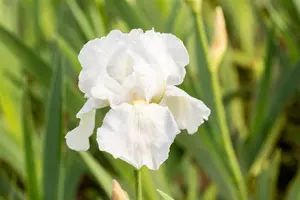 Iris (G) 'Immortality' - P11 - image 3