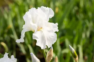 Iris (G) 'Immortality' - P11 - image 4