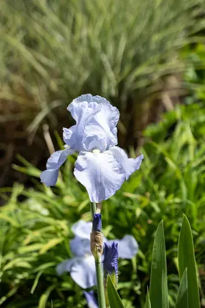 Iris (G) 'Jane Philips' - P9 - image 2