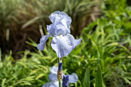 Iris (G) 'Jane Philips' - P9 - image 1