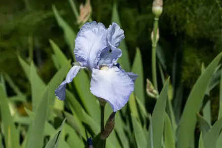 Iris (G) 'Jane Philips' - P9 - image 4