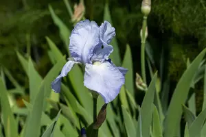 Iris (G) 'Jane Philips' - P9 - image 4