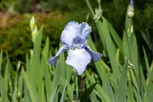 Iris (G) 'Jane Philips' - P9 - image 5
