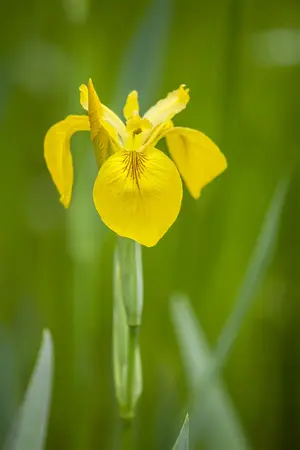 Iris (G) 'Lime Fizz' - P9 - image 2