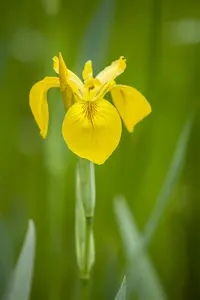 Iris (G) 'Lime Fizz' - P9 - image 2