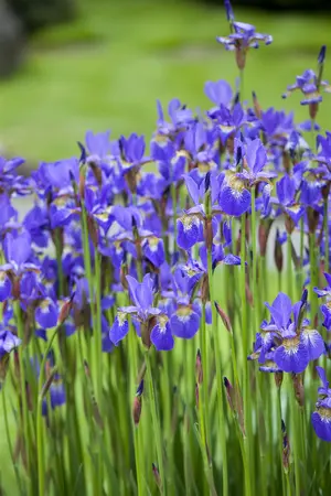 Iris (G) 'Lime Fizz' - P9 - image 3