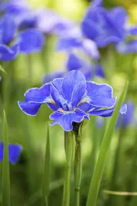 Iris (G) 'Lime Fizz' - P9 - image 5