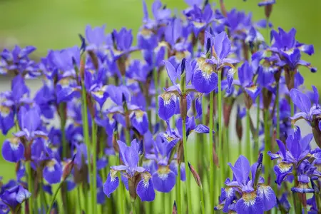 Iris (G) 'Lime Fizz' - P9 - image 4