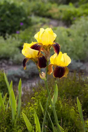 Iris (G) 'Ola Kala' - P9 - image 1