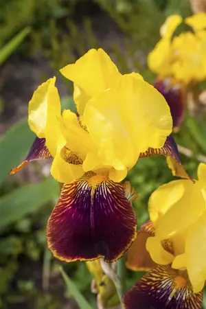 Iris (G) 'Ola Kala' - P9 - image 2