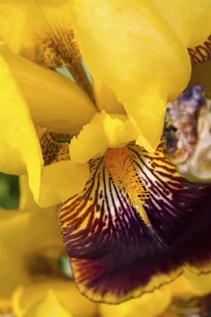 Iris (G) 'Ola Kala' - P9 - image 3