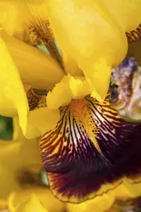 Iris (G) 'Ola Kala' - P9 - image 3