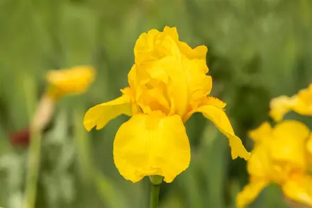 Iris (G) 'Ola Kala' - P9 - image 4