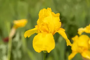 Iris (G) 'Ola Kala' - P9 - image 4