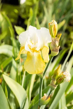 Iris (G) 'Pinnacle' - P9 - image 1