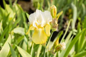 Iris (G) 'Pinnacle' - P9 - image 2