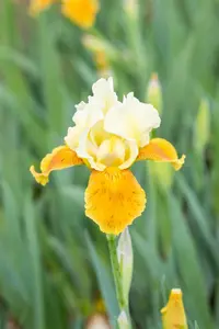 Iris (G) 'Tulip Festival' - P11 - image 2
