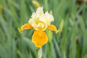 Iris (G) 'Tulip Festival'