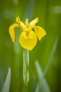 Iris 'Hildegarde' - flower bulb 8/10 - image 2