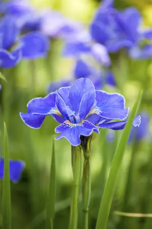 Iris 'Hildegarde' - flower bulb 8/10 - image 5
