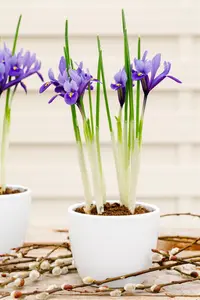 Iris hollandica mix