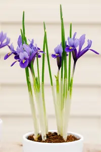 Iris hollandica mix - flower bulb 8/10 - image 2