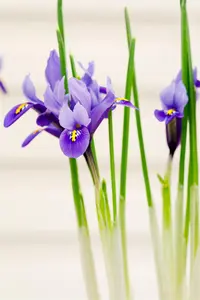 Iris hollandica mix - flower bulb 8/10 - image 3