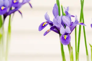 Iris hollandica mix - flower bulb 8/10 - image 4