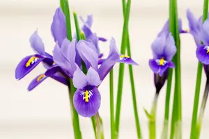 Iris hollandica mix - flower bulb 8/10 - image 5